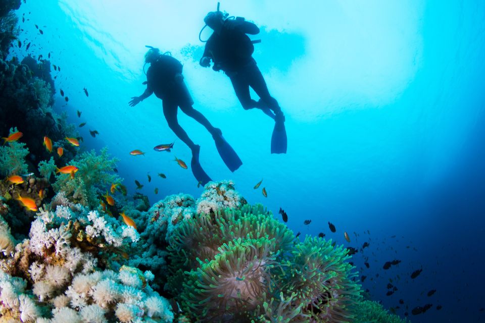 Plongée en Égypte : où découvrir les merveilles sous-marines de la mer Rouge ?