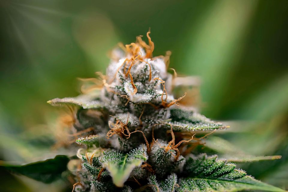 Quelle est la meilleure méthode pour consommer une fleur de CBD ?