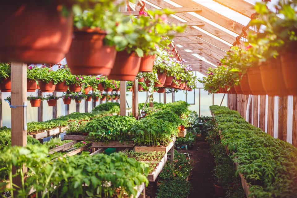Les différents types de plantes que l’on rencontre en pépinière