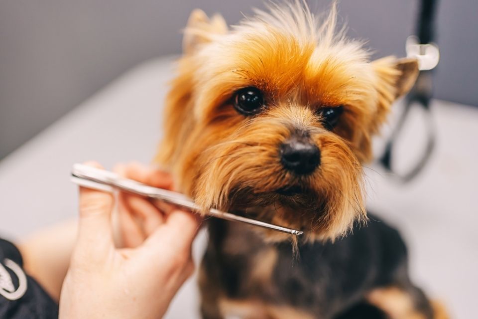 Toilettage à la maison : les gestes simples pour prendre soin de votre animal